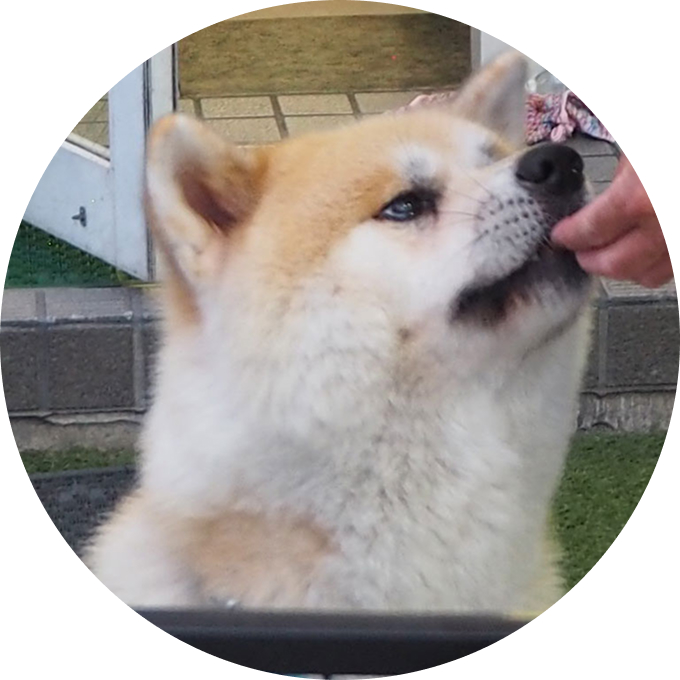 看板犬まさお